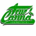 True Canna Genetics Seeds